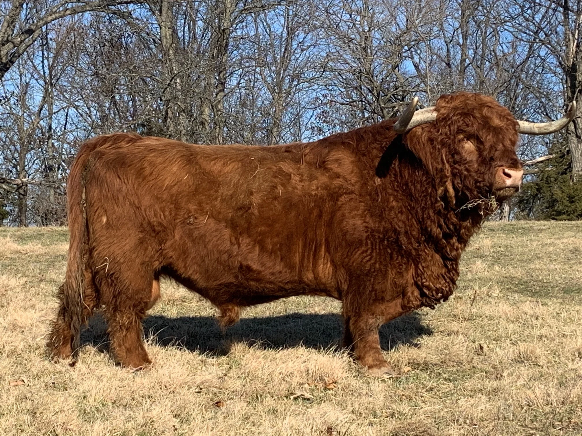 Black Watch Finn registered Highland bull