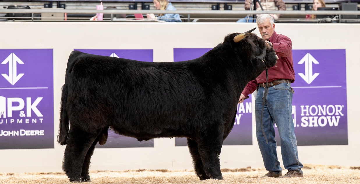 Registered Highland bull being shown in the show ring with handler