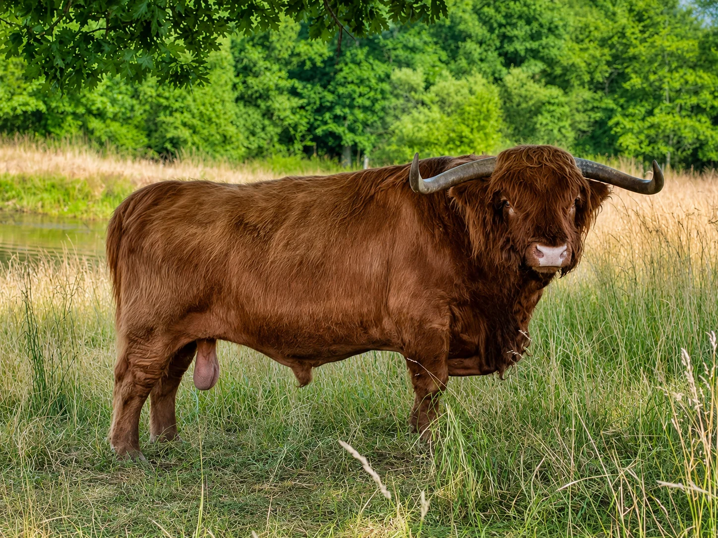 Black Watch Finn pasture profile