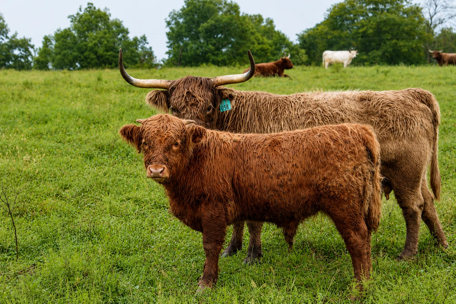 Black Watch Finn showing Highland breed character