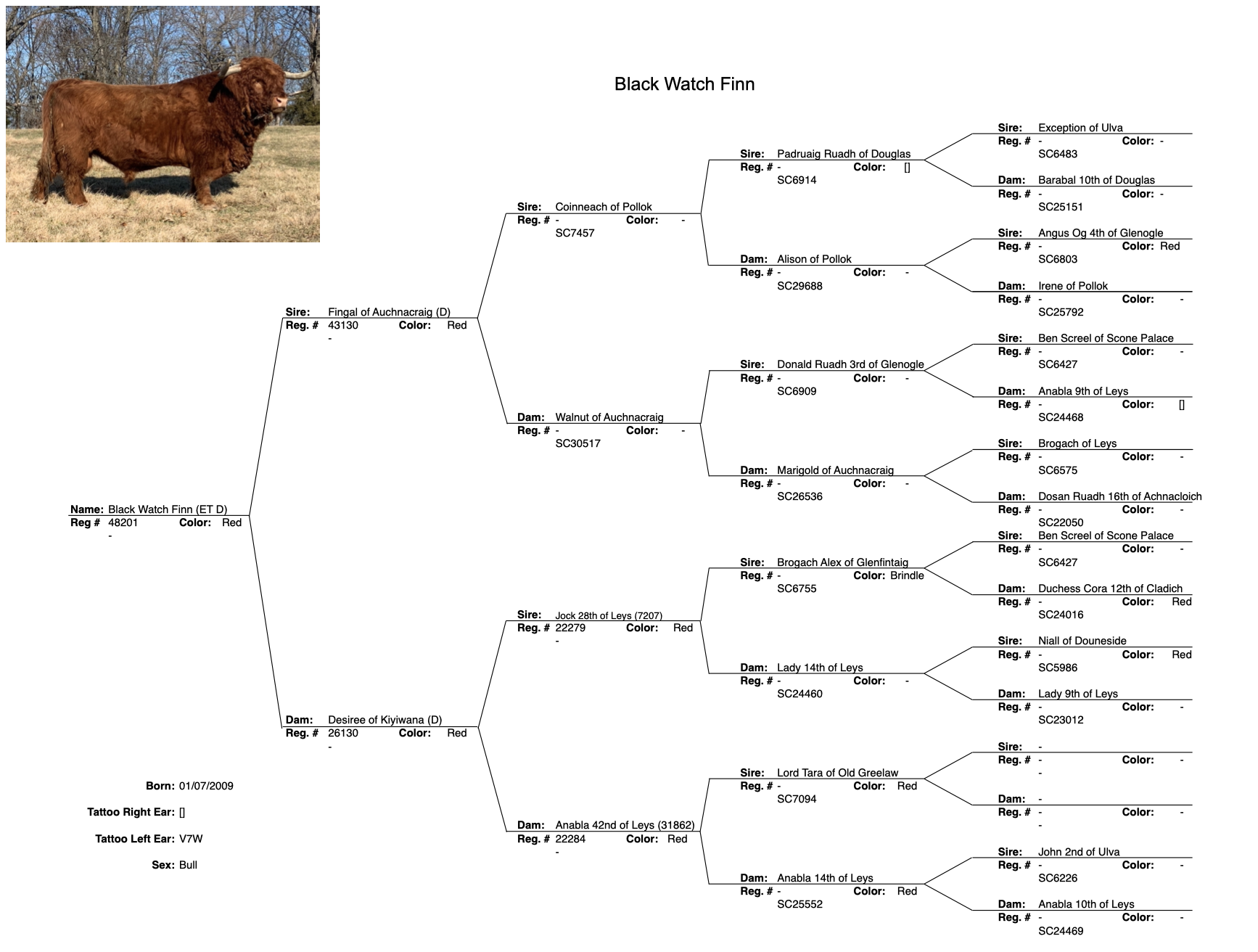 Black Watch Finn five-generation pedigree