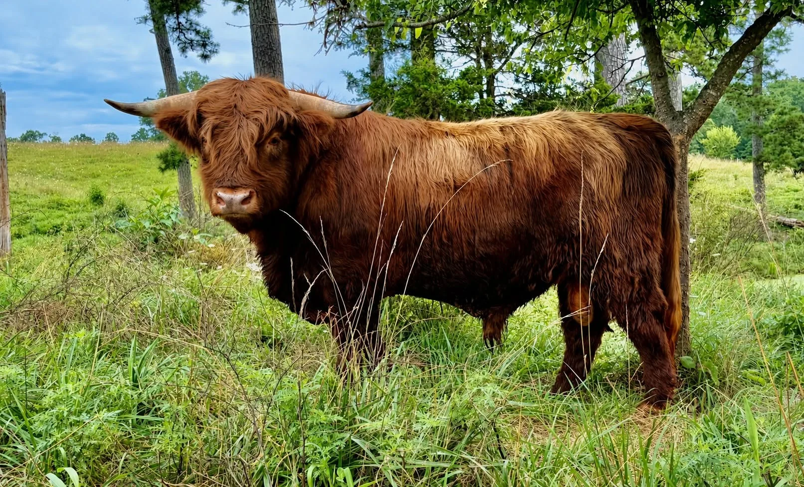 STR Maverick registered Highland bull standing in a pasture