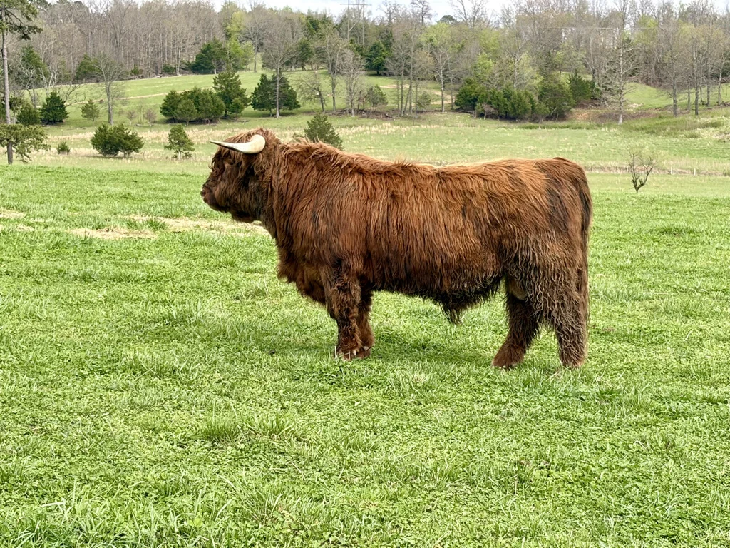 STR Maverick Highland bull in the field