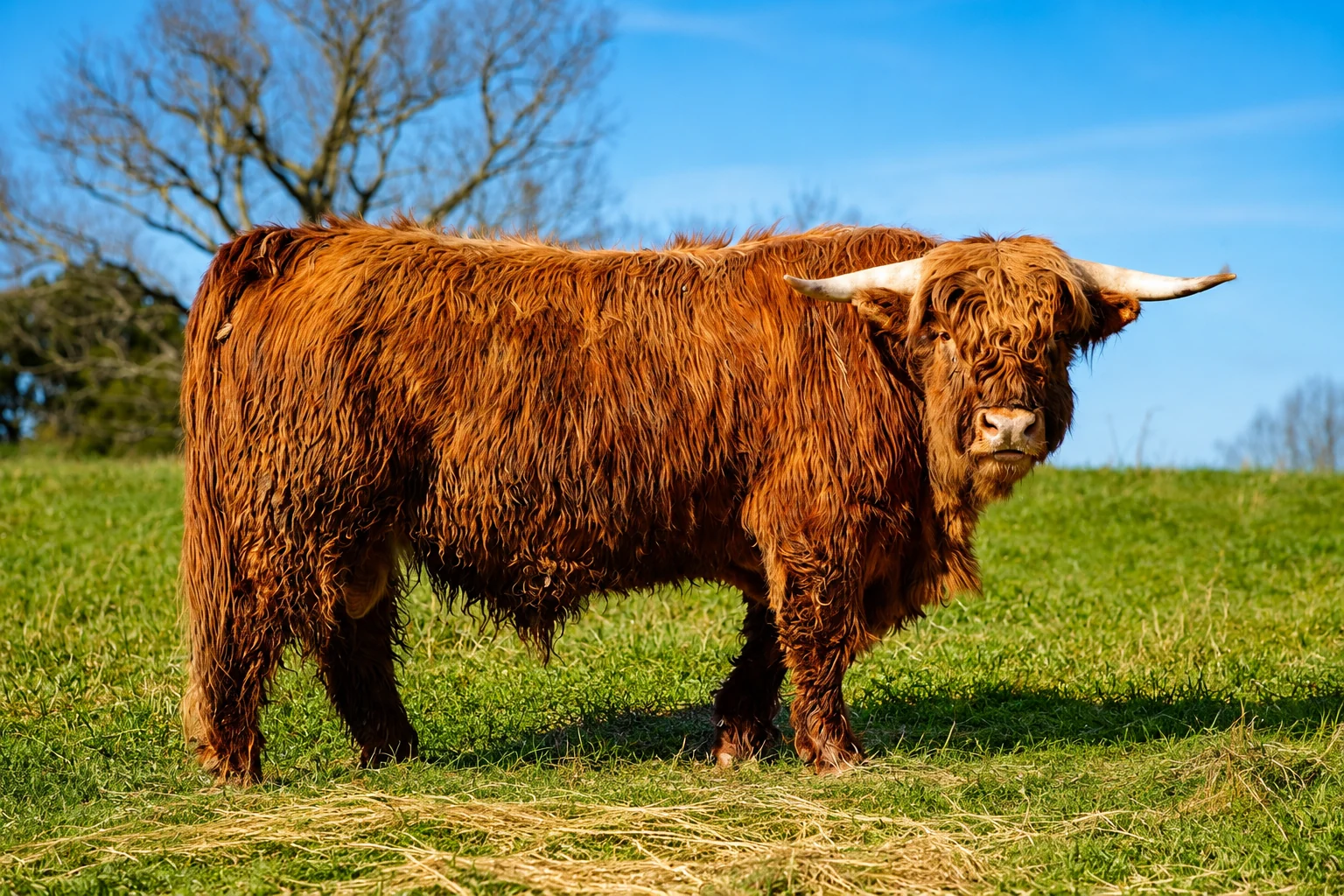 STR Maverick showing Highland breed character