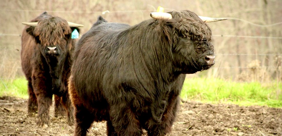 Registered Highland cattle bull from J Bar T Highland Cattle Company in Summersville Missouri