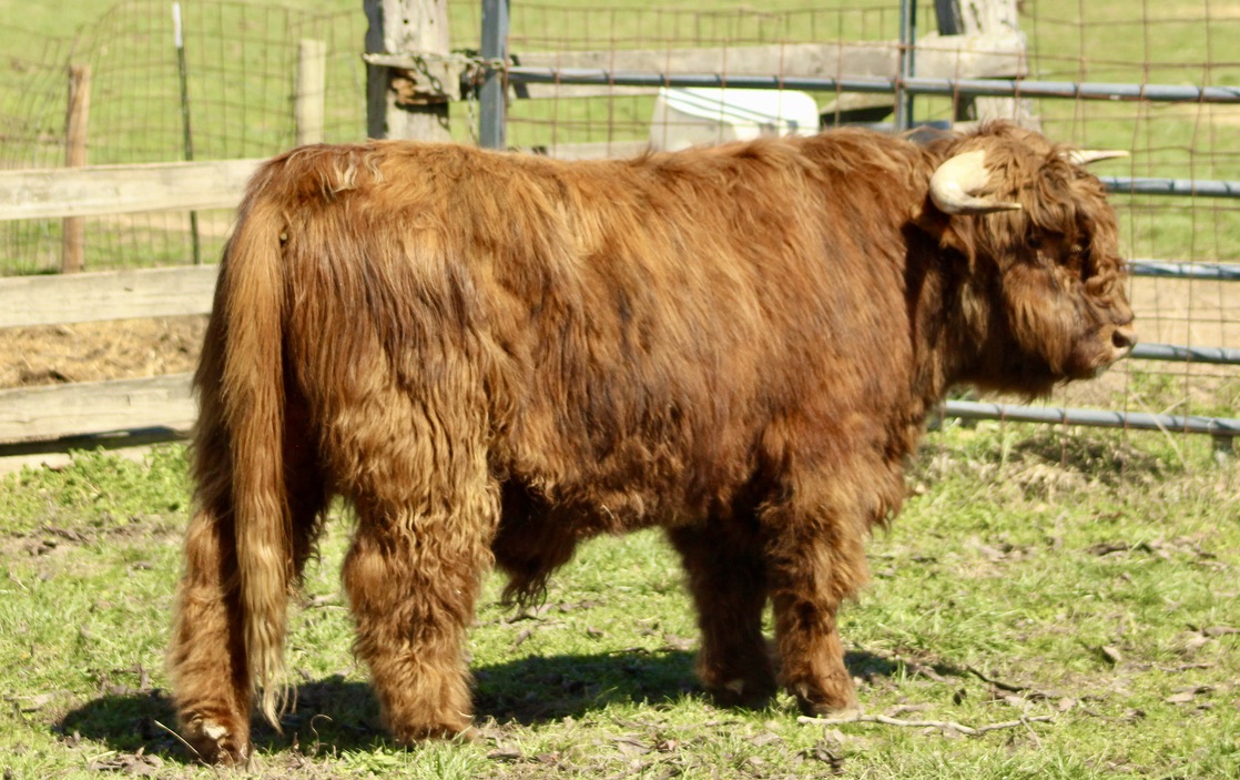 Registered Highland cattle heifer from J Bar T Highland Cattle Company