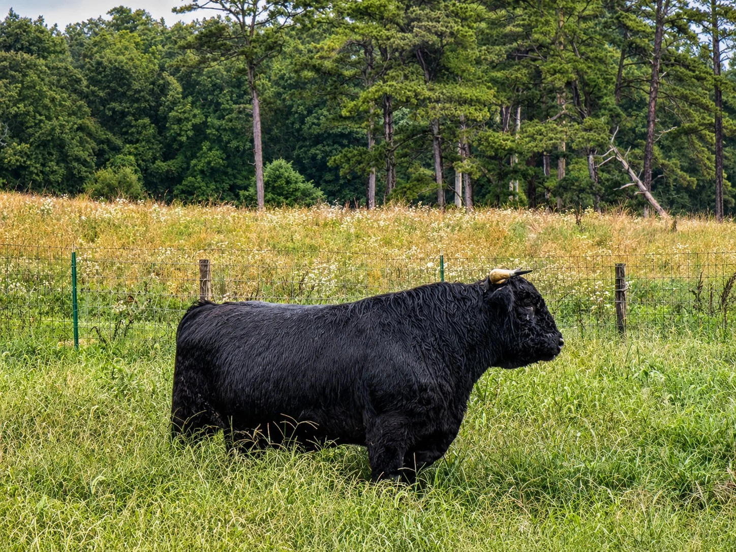 Iron Duke, a registered black Highland bull at J Bar T Highland Cattle Company in Summersville Missouri