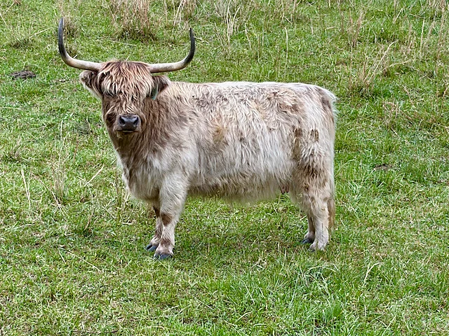 J Bar T’s Anna, dam of J Bar T’s DunSmoke