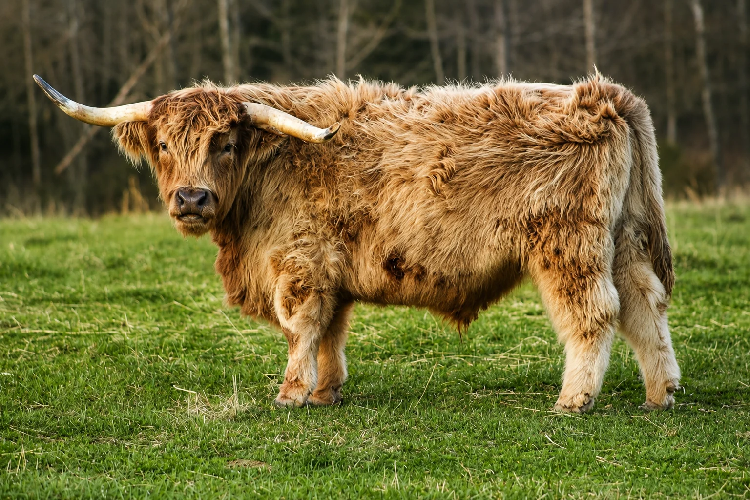 Highland cattle performance and carcass research at J Bar T Highland Cattle Company
